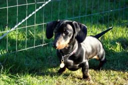 Rase pasa koje mogu da žive 20 godina