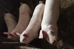 Upotreba surutke u ishrani svinja