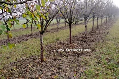 Četka, ašov i vreća umjesto pesticida u voćarstvu