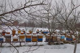 Zimsko prihranjivanje pčela - Kada i pod kojim uslovima se obavalja