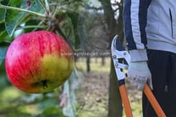 Rezidba jabuke u rodu