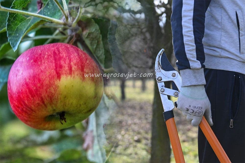 orezivanje jabuke