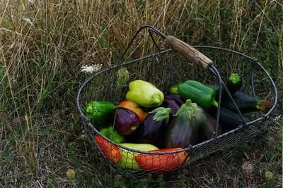 Radeći u baštu neće vam biti potrebna ni teretana, ni solarijum, ni psihijatar