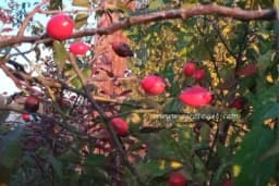 Mediteranska travarica od šipka