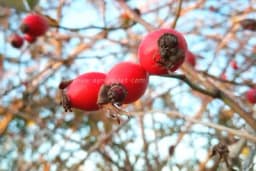 Vino od šipka - Lako, jednostavno i ljekovito /RECEPT/