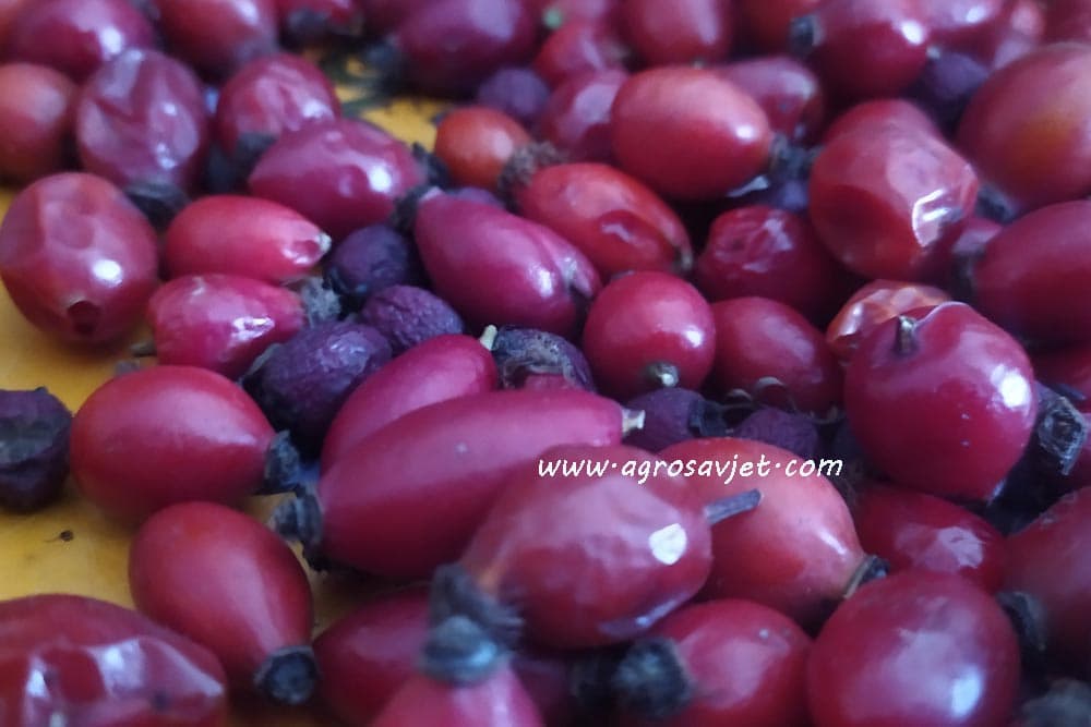 tonik od šipka za lice