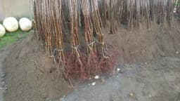 Čuvanje sadnica do sadnje – Važna uputstva