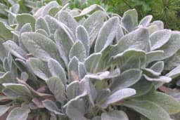 Čistac - Kako se gaji ova biljka predivnog lišća?