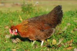 ŠTAJERSKA KOKOŠKA - Carska kokoš mekog i ukusnog mesa