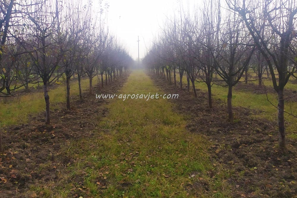 voćnjak u jesen