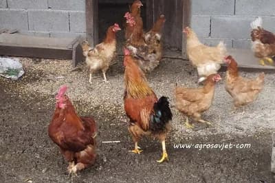 Tuberkuloza kod živine