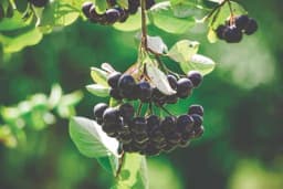 Raspisan javni poziv za podsticaje za nove zasade