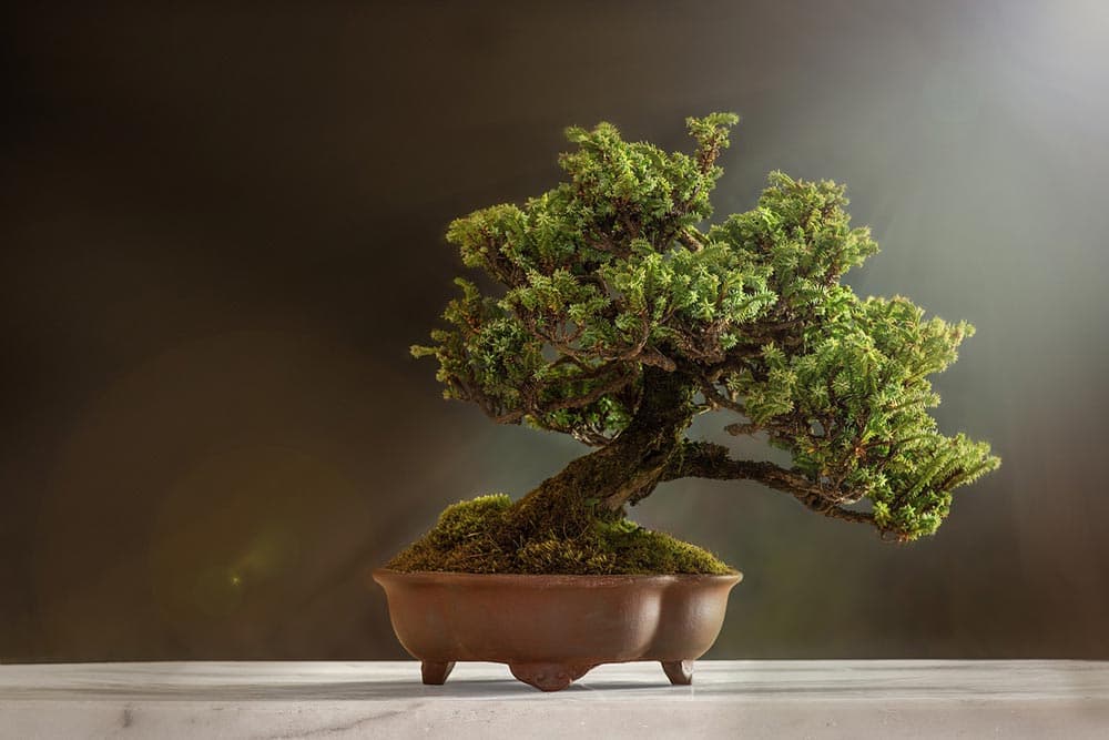 bonsai