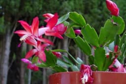 Ako imate ovaj cvijet u kući ovih 10 stvari morate znati o njemu