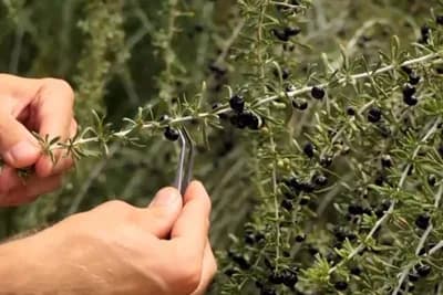 Dragocjen, tražen, profitabilan: Godži donosi ogromnu zaradu ali uzgajivača malo ima