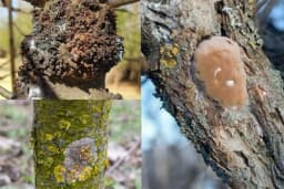 Izrasline na stablu jabuke - da li su opasne i kako ih se riješiti?