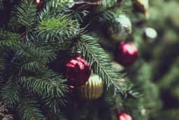 Trik da praznična jelka duže zadrži iglice - Dodajte tajni sastojak u vodu za zalivanje