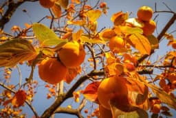 KAKI - Uzgoj i rezidba japanske jabuke