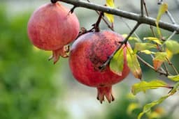 Uzgoj NARA iz sjemena i njega zimi