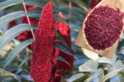 SUMAK - Začin sa značajnim ljekovitim svojstvima