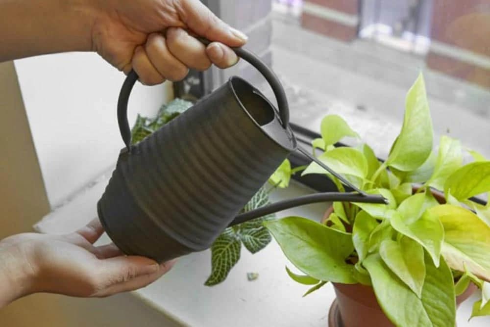 zalivanje sobnih biljaka