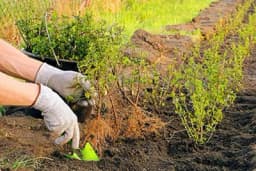 Priprema tla i sadnja živice