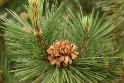 BIJELI BOR I JELA - Načini upotrebe kod različitih tegoba