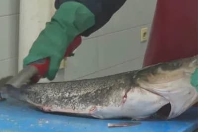 Kako jednostavno očistiti ribu? /VIDEO/