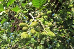 CRNA JOVA - Ljekovito drvo čiji plodovi se sakupljaju tokom zime