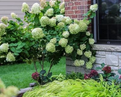 Kako se pravilno zalijevaju hortenzije