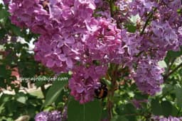 Kako i kada orezati jorgovan /VIDEO/