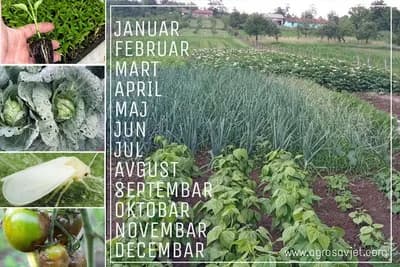 Kalendar zaštite povrća u plastenicima