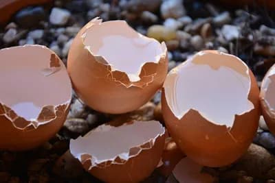 Ljuske od jaja kao dodatak ishrani biljaka