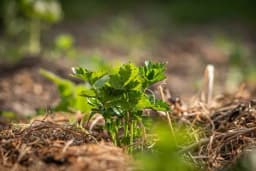 KO MALČIRA – Manje kopa, đubri i zaliva