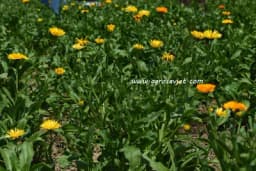 Cvijeće kao prva pomoć za zdravlje: šta su znale naše bake?