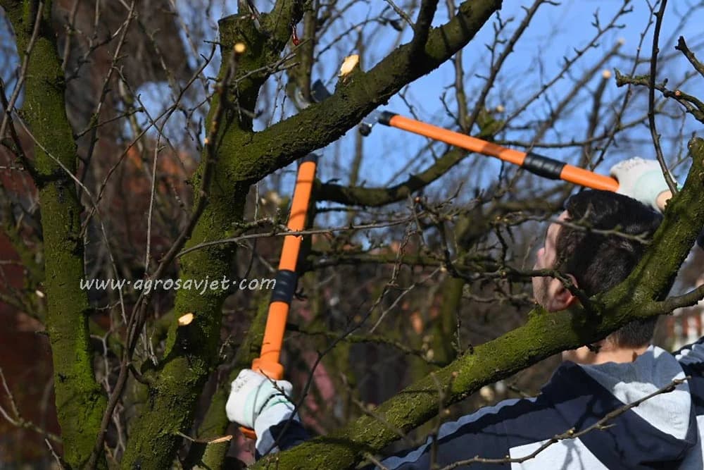 orezivanje starih voćki