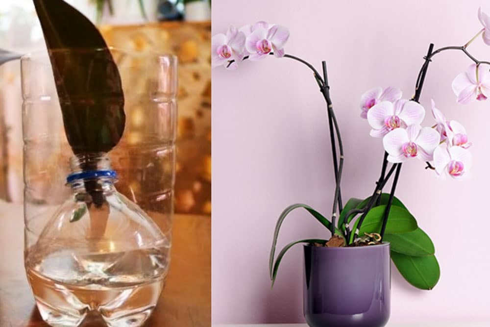 rasađivanje orhideje