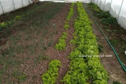 Provjetravanje plastenika i zalivanje biljaka tokom zime