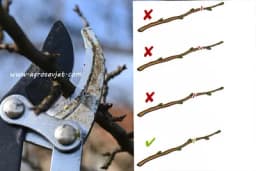 Kako pravilno orezati granu?