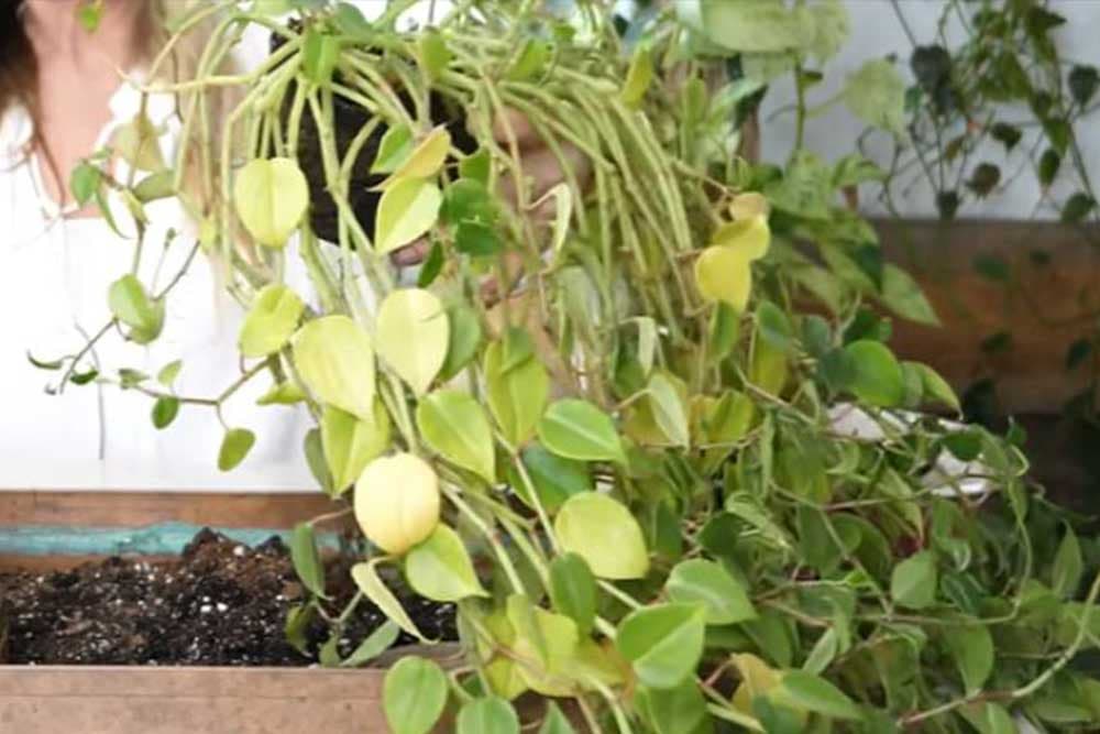 Klasična ZIMSKA GREŠKA koja vam uništava cvijeće, a lako se rješava