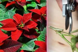 Kako se razmnožava božićna zvijezda