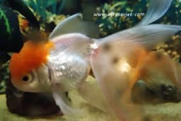 Savjeti za početnike - Pravilna ishrana riba u akvarijumu