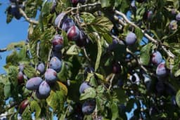 Formiranje poboljšane piramidalne krune kod šljive