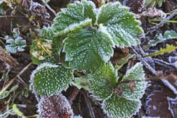 Kako spriječiti izmrzavanje jagode?