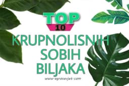 10 KRUPNOLISNIH BILJAKA KOJE MOŽETE GAJITI U VAŠEM DOMU