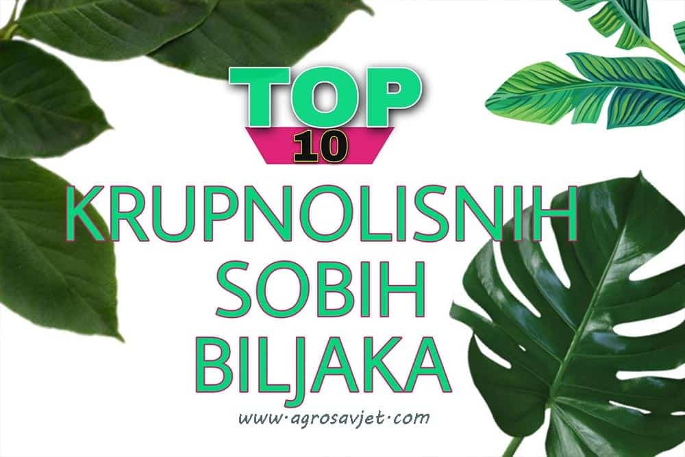 sobne biljke krupnih listova