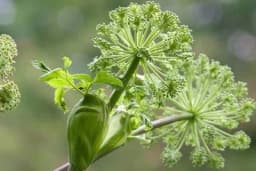 Švedska grančica ima 46 ljekovitih dejstava