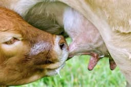 Ishrana novorođenih teladi tokom zime