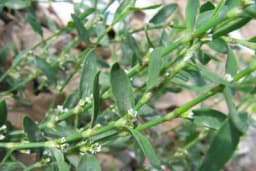 Troskot ljekovita biljka - Za šta i kako se korsiti?