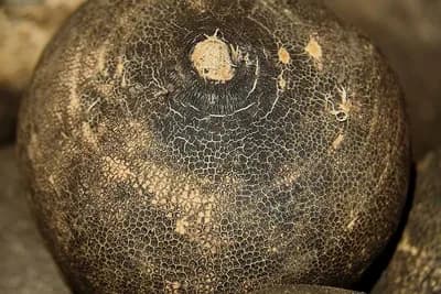 Po receptu čuvenog travara Vase PELAGIĆA: Ovo je najbolji prirodni lijek za SUVI KAŠALJ, a kupuje se na PIJACI